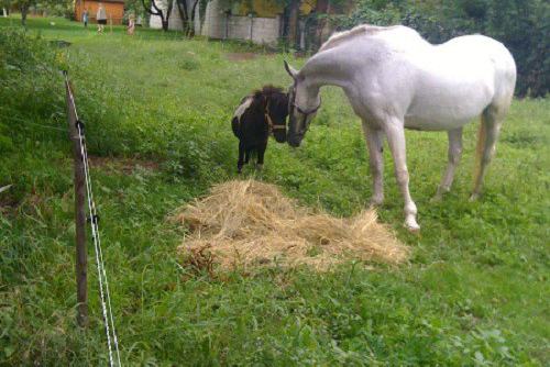 pferd-gross-und-klein