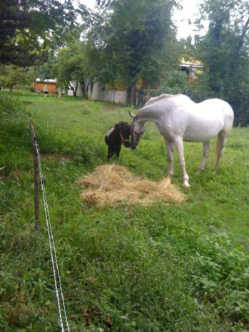pferd-gross-und-klein