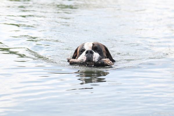 schwimmender-hund