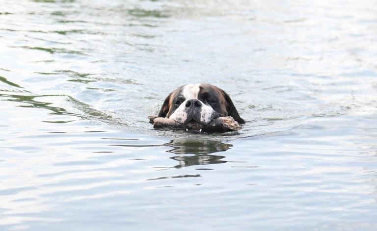 schwimmender-hund